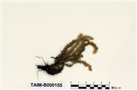 藏品(南亞美蕨苔)的圖片